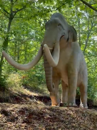 Elefante/Mammut nel bosco